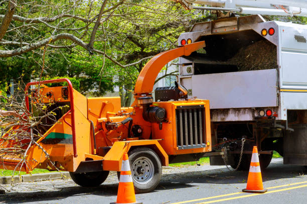 Best Emergency Tree Removal  in Shepherdsville, KY