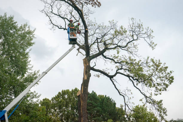 Best Fruit Tree Pruning  in Shepherdsville, KY