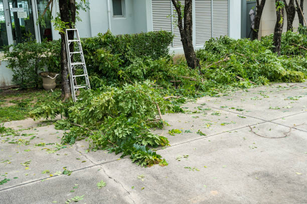 How Our Tree Care Process Works  in  Shepherdsville, KY