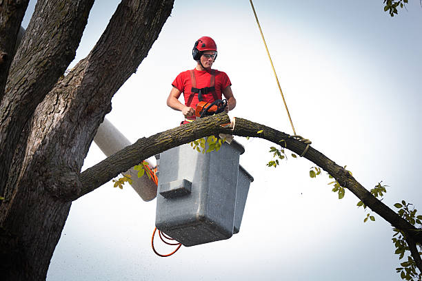 Best Tree Mulching  in Shepherdsville, KY